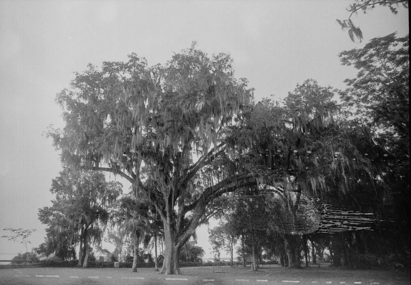 Live oak trees draped in Spanish moss in North Central Florida